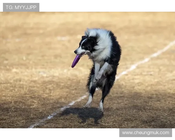 北京飞盘队在阵地战中的表现分析与战术反思 北京飞盘队在阵地战中的表现分析与战术反思